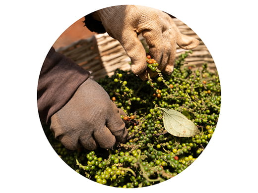 black pepper farmers