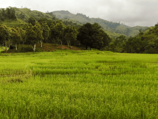 rice field in Madagascar
