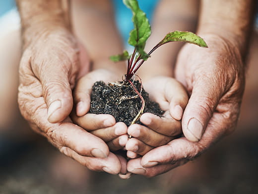 hands holding plants