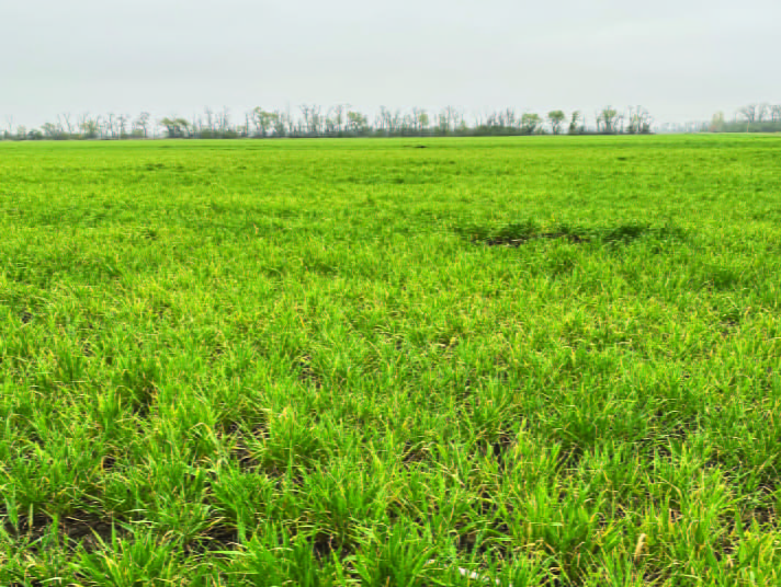 Partnering with Suppliers - Grass Field