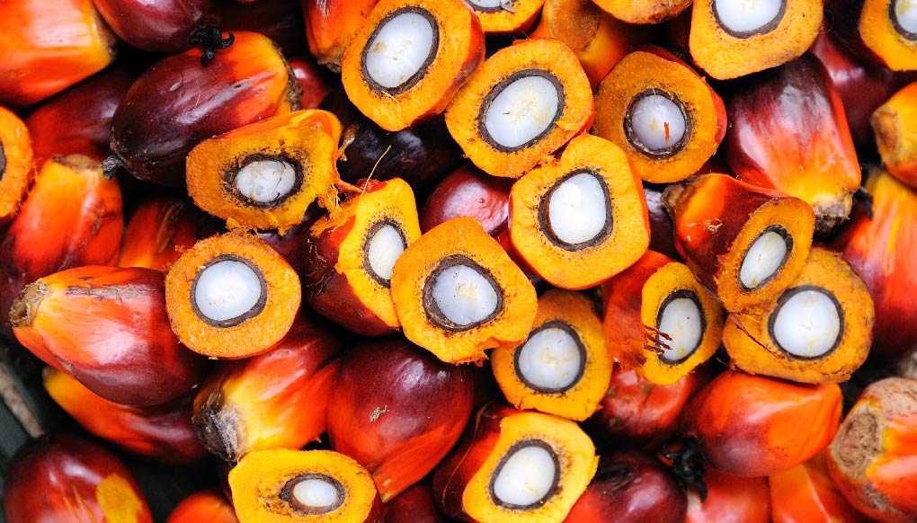 Palm Oil