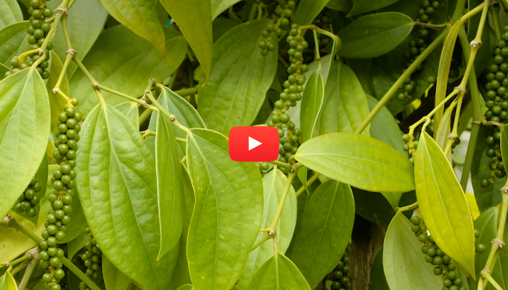 black pepper vines